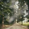 viale 